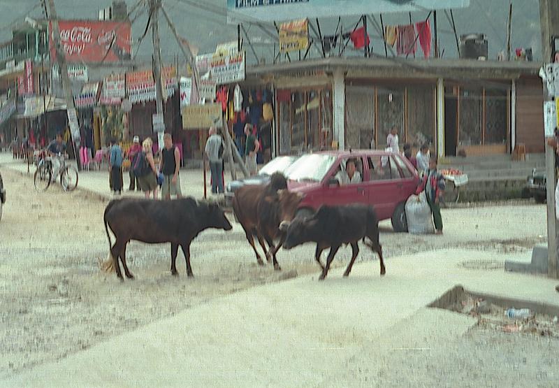 80_pokhara_bulls.JPG